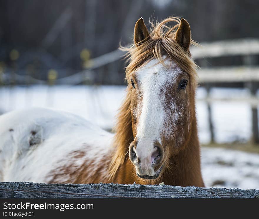 Horse portrait