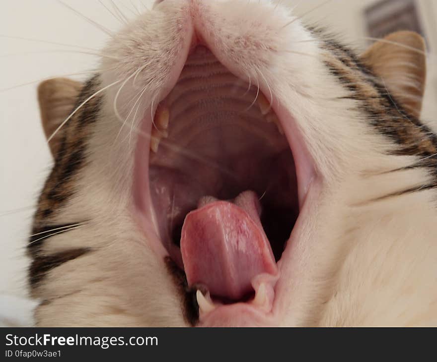 Another Chiqui yawn picture. The good thing about her yawning so much, we&#x27;re sure to know if there&#x27;s ever anything wrong with her teeth! I was thinking about my family and the pets today, so i thought I&#x27;d upload a few Chewy & Chiqui pictures. I miss them so much... Going to see them again in 2 weeks!. Another Chiqui yawn picture. The good thing about her yawning so much, we&#x27;re sure to know if there&#x27;s ever anything wrong with her teeth! I was thinking about my family and the pets today, so i thought I&#x27;d upload a few Chewy & Chiqui pictures. I miss them so much... Going to see them again in 2 weeks!