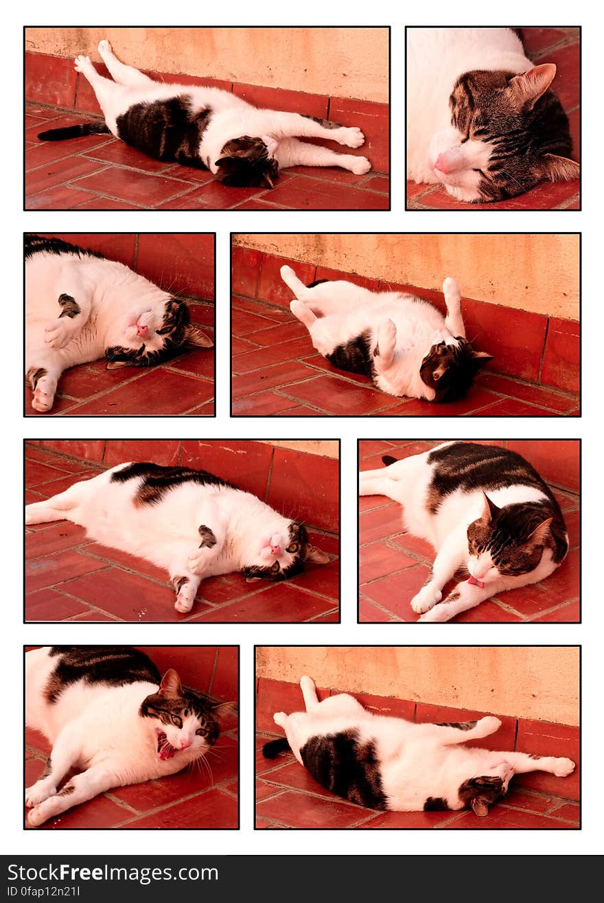 I took pictures of Chiqui stretching out and relaxing in the morning. There were so many that I just picked out some and made a little montage. I love my fat, peaceful girl so much. I took pictures of Chiqui stretching out and relaxing in the morning. There were so many that I just picked out some and made a little montage. I love my fat, peaceful girl so much.