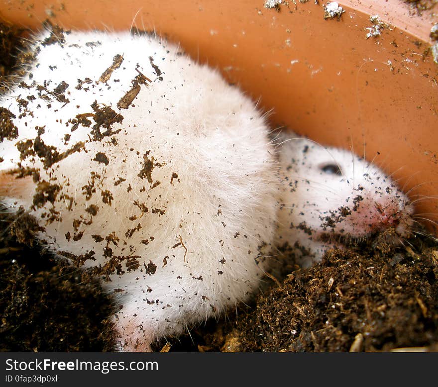 Neu trying to dig an tunnel to escape this horrible home where no one loves him. Neu trying to dig an tunnel to escape this horrible home where no one loves him...