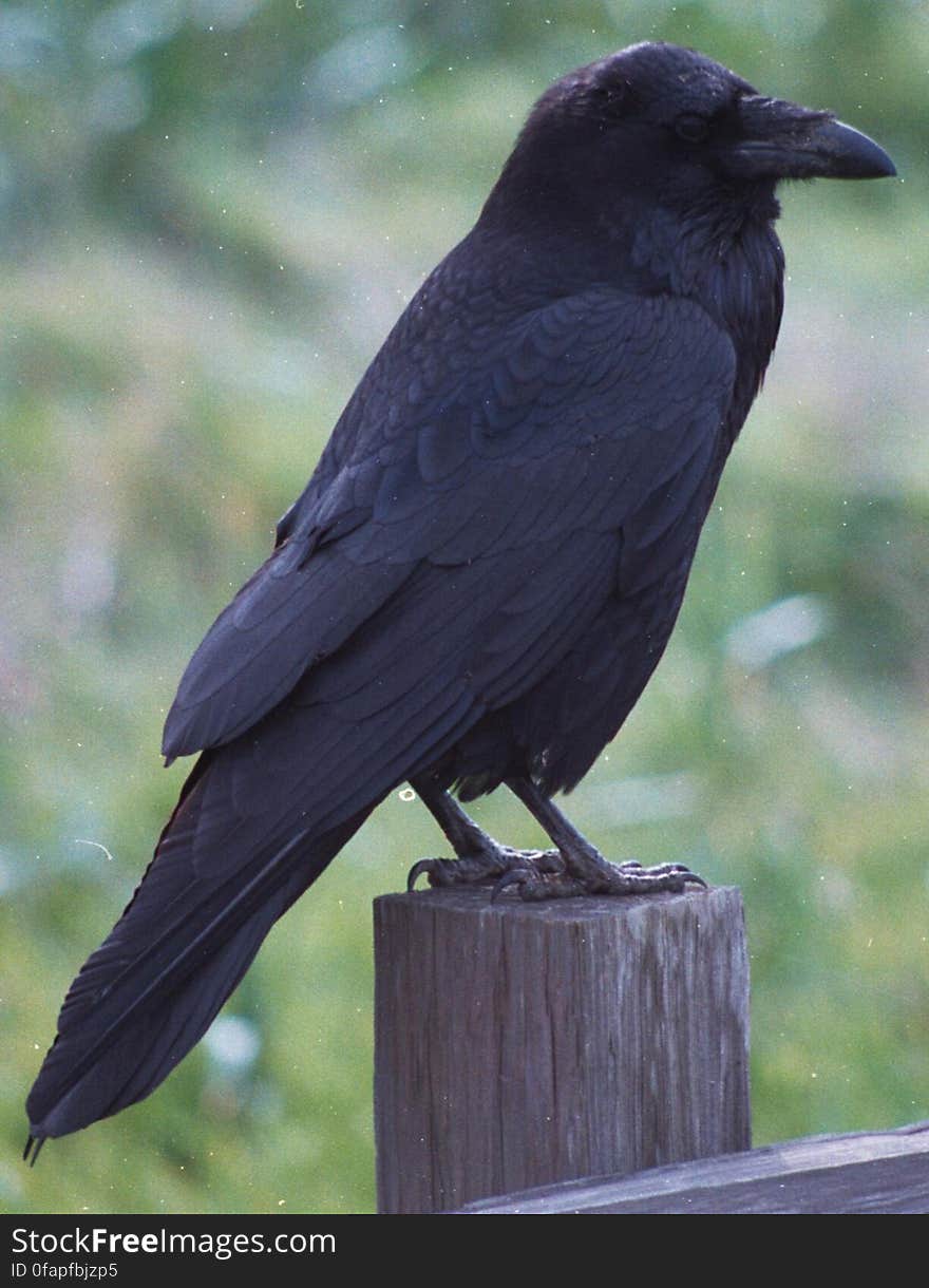 raven