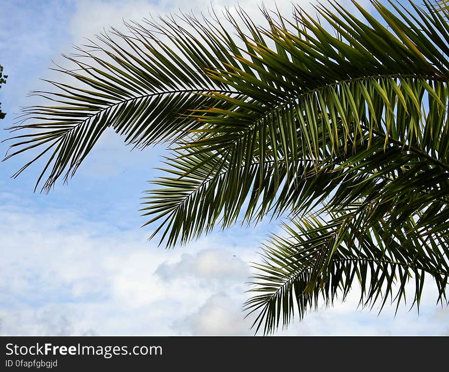 Green Palm Tree Under Blue Cloudy Sky during Daytime