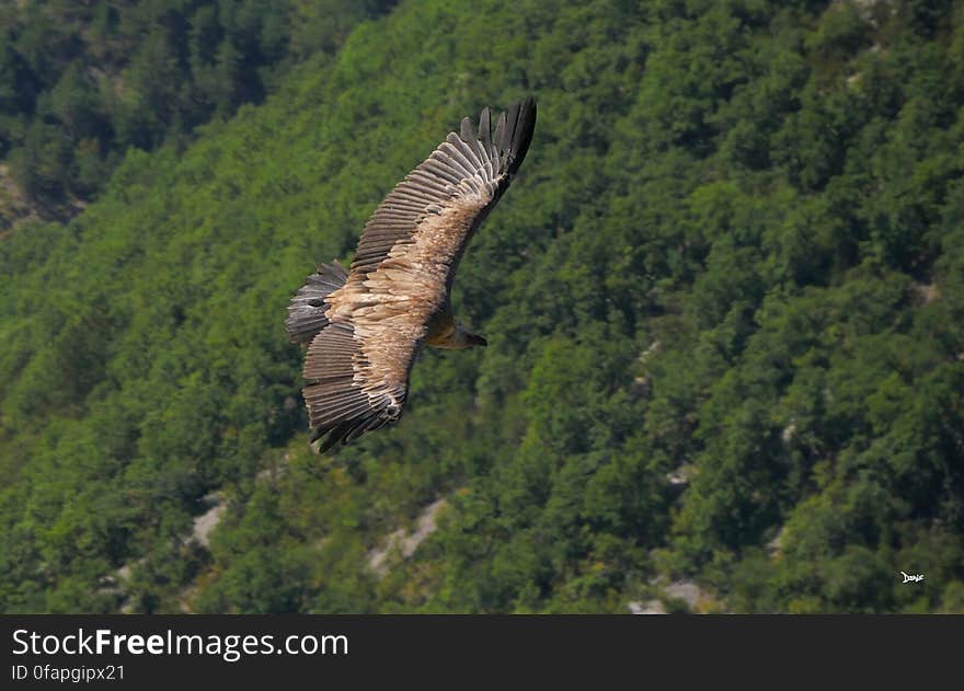 Bird, Accipitridae, Plant, Mountain, Beak, Falconiformes