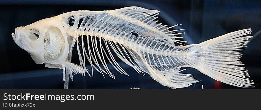 fish skeleton