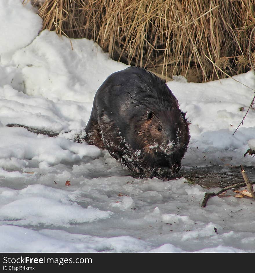 The beaver emerged from a hole in the ice near the bank and went to work on a tree. The beaver emerged from a hole in the ice near the bank and went to work on a tree.