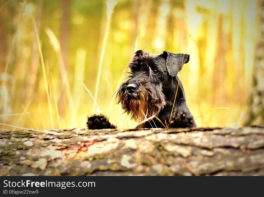 Outdoor portrait of terrier dog sitting in golden grasses on sunny day.