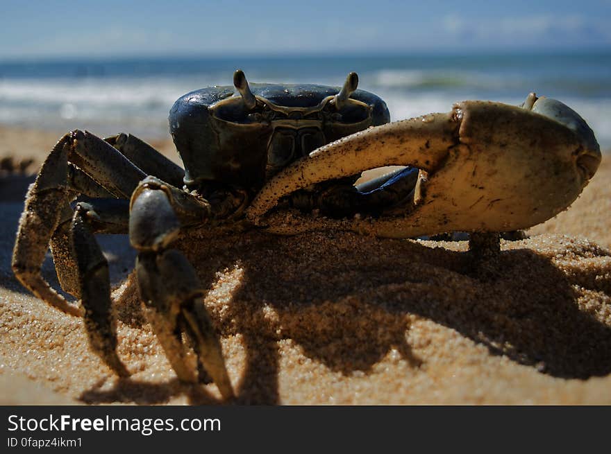 Crab on Beach