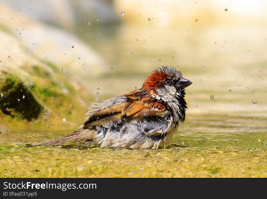 Portrait of small brown bird in water. Portrait of small brown bird in water.