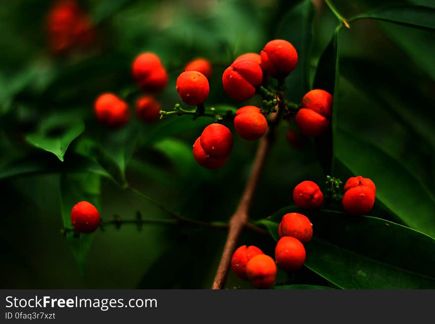 Close-up of Berry on Tree