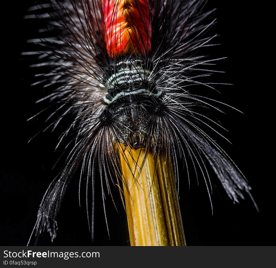 Red Yellow and Black Caterpillar