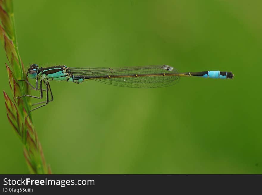 Macro Photography of Blue and Brown Dragonfly