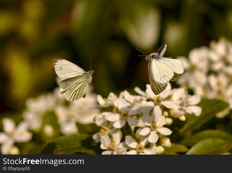 Butterflies in Flight