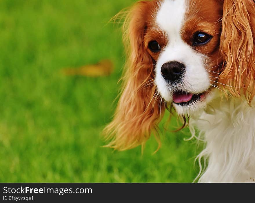 Blenheim Cavalier King Charles Spaniel Closeup Photography