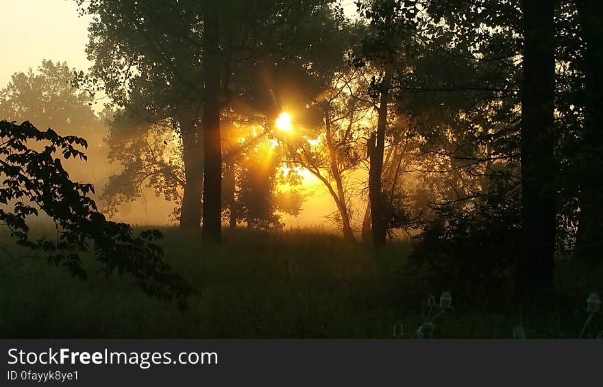 Sunset through trees in foggy forest landscape. Sunset through trees in foggy forest landscape.