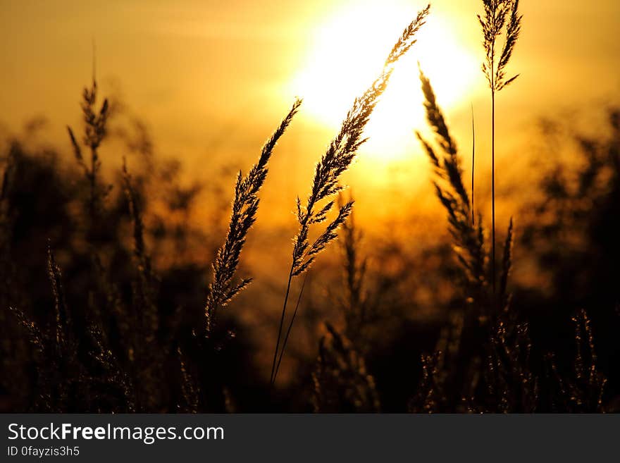 Close-up of Wheat Field Against Sky at Sunset