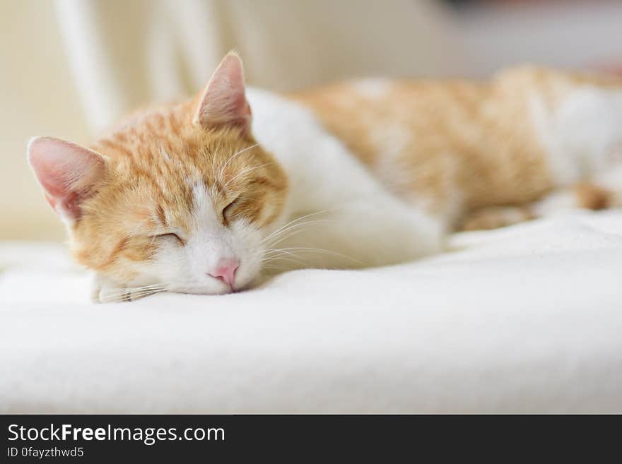 Close-up of Ginger Cat Lying on Floor