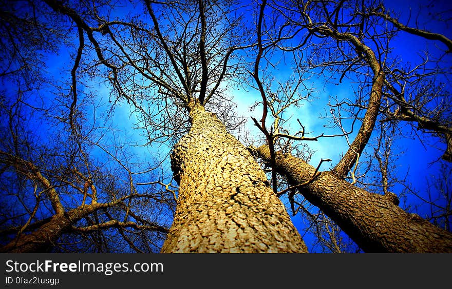 A low angle view of trees without leaves. A low angle view of trees without leaves.