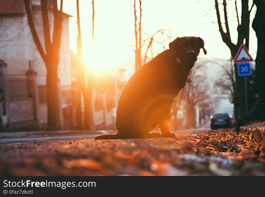 Dog by the Tree at Sunset