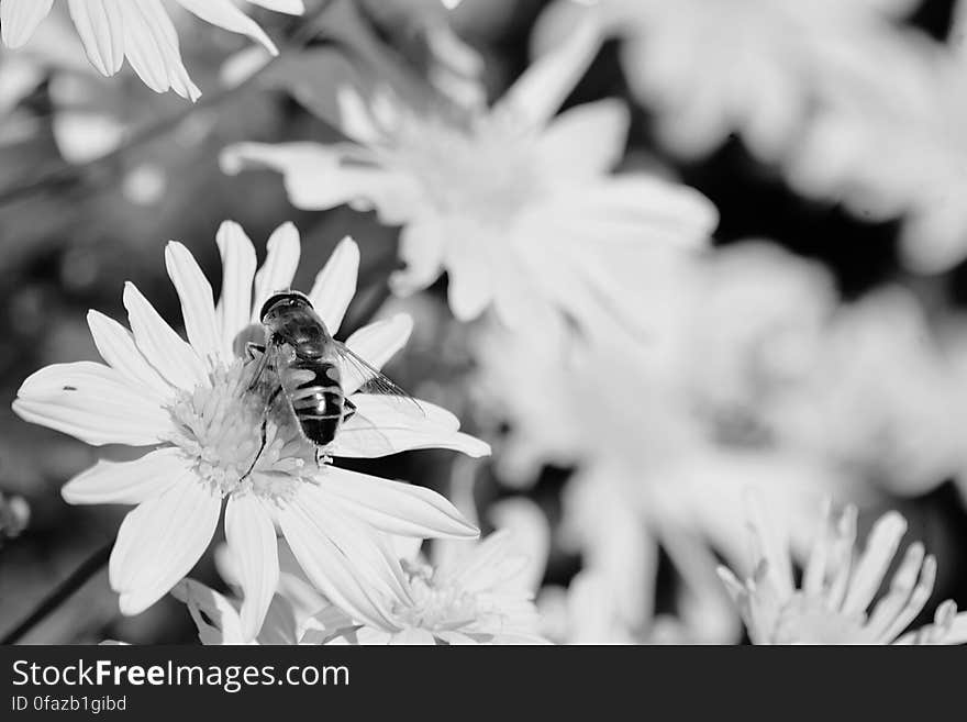 Close-up of Bee on Flower