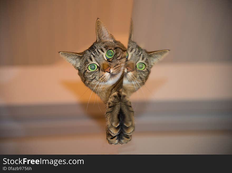 Brown Tabby Cat Peeking Beside Wall