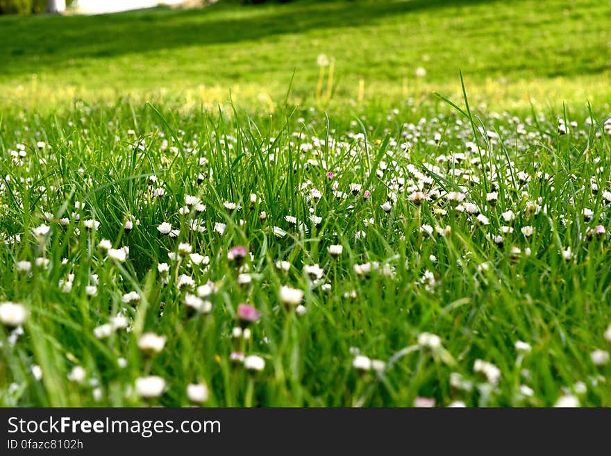 A green meadow with wild flowers and grass.