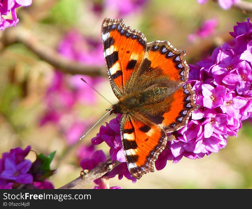 Orange White and Brown Butterfly on Pink Petal Flower