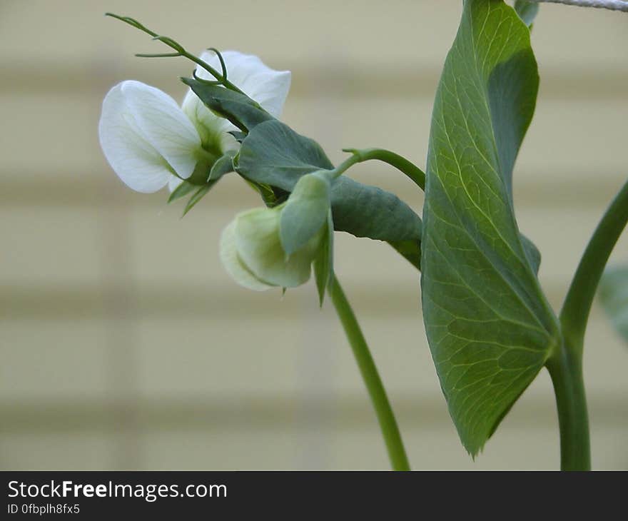 Flower, Plant, Petal, Terrestrial plant, Pedicel, Flowering plant