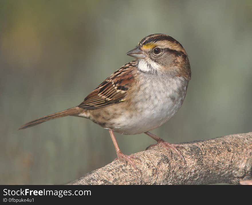 Brown Small Beak Bird