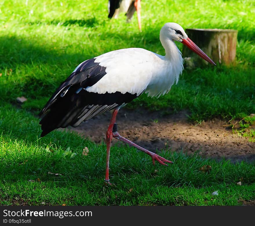 A stork walking on green grass. A stork walking on green grass.