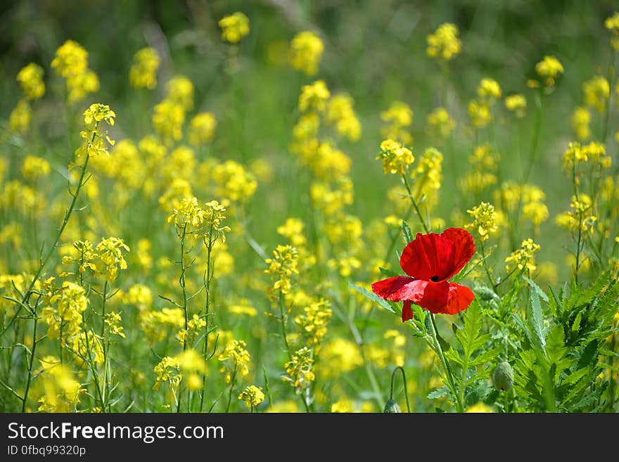 Red poppy flower in field of yellow rapeseed blooms on sunny day. Red poppy flower in field of yellow rapeseed blooms on sunny day.