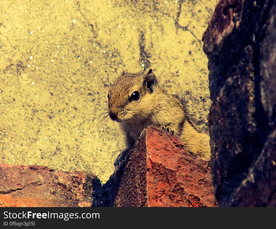 Close-up of Squirrel