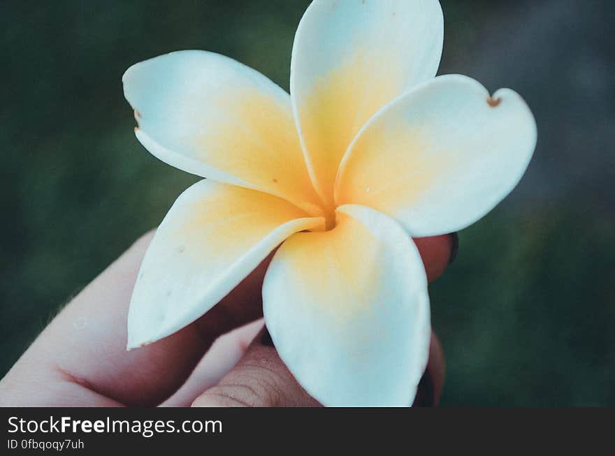 Close-up of Hand Holding Flower