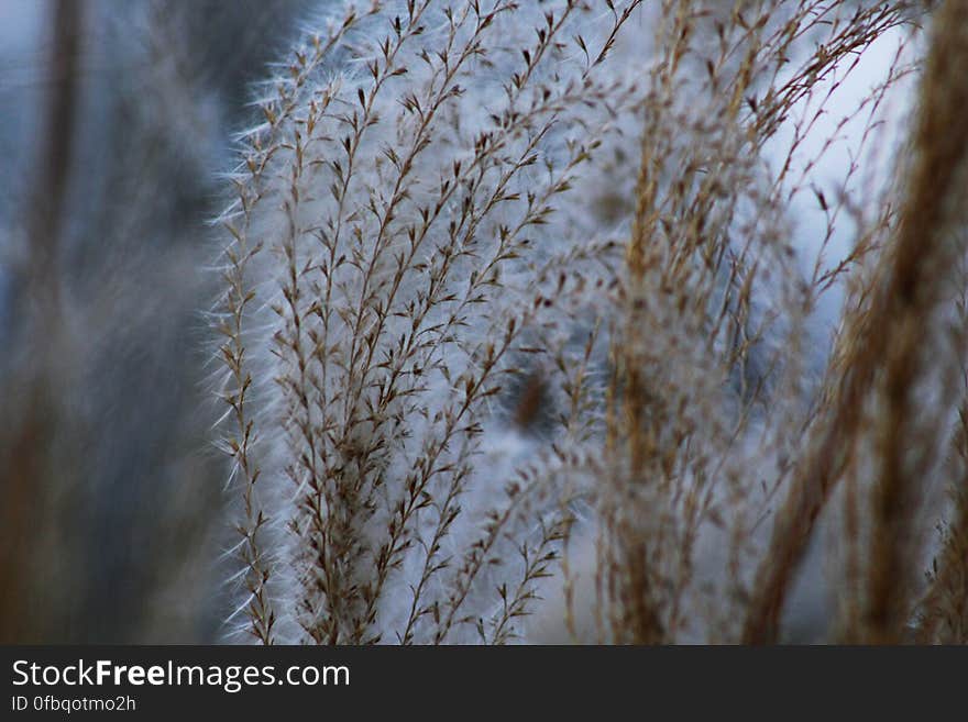 Close up of dry grass fronds outdoors.