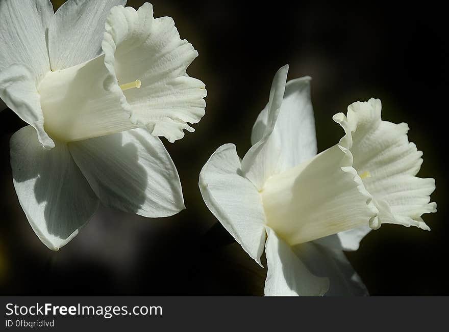 White Daffodils