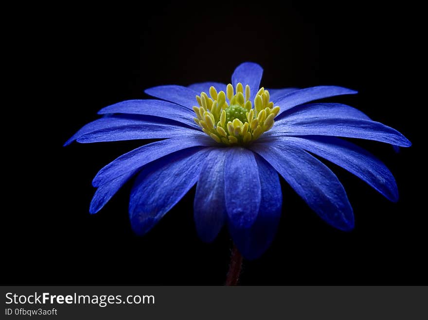 Blue Yellow Petaled Flower