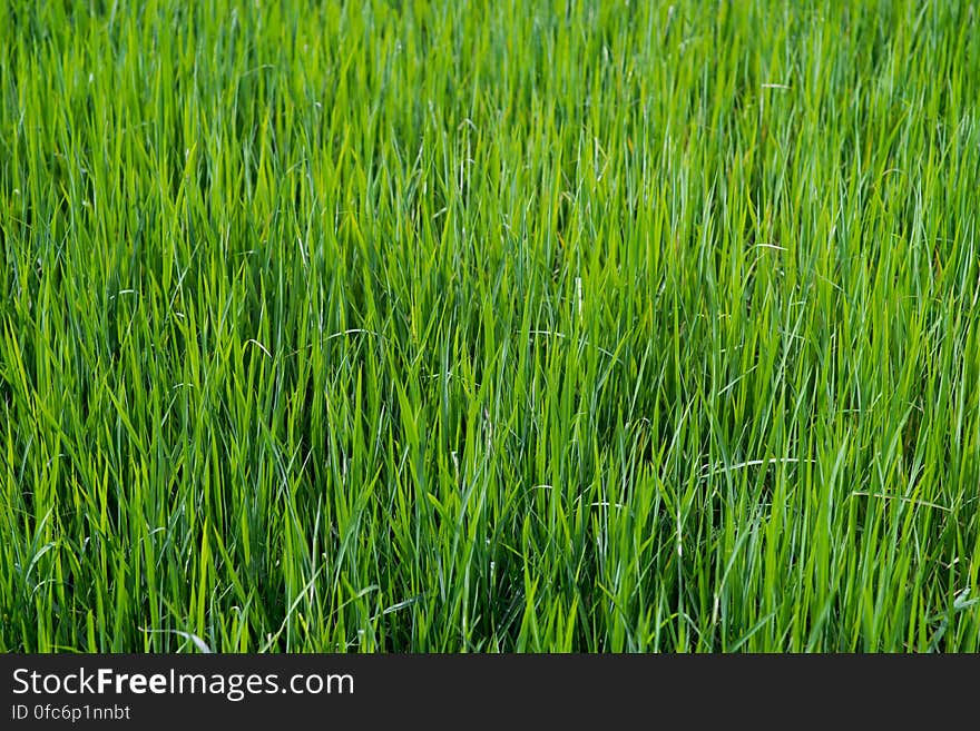 Close up on fresh green grass texture background