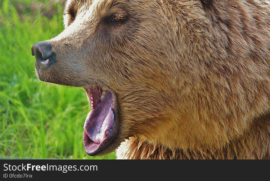 Brown Long Coated Animal Yawning