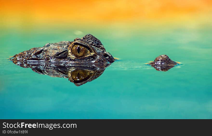 Alligator eye and nose above water line with orange horizon. Alligator eye and nose above water line with orange horizon.