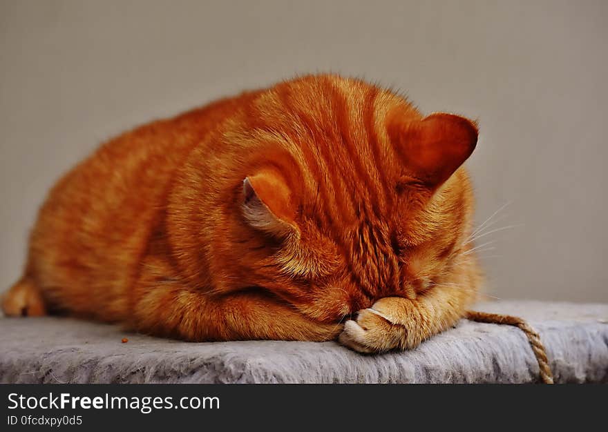 Indoor portrait of sleeping short hair domestic cat. Indoor portrait of sleeping short hair domestic cat.