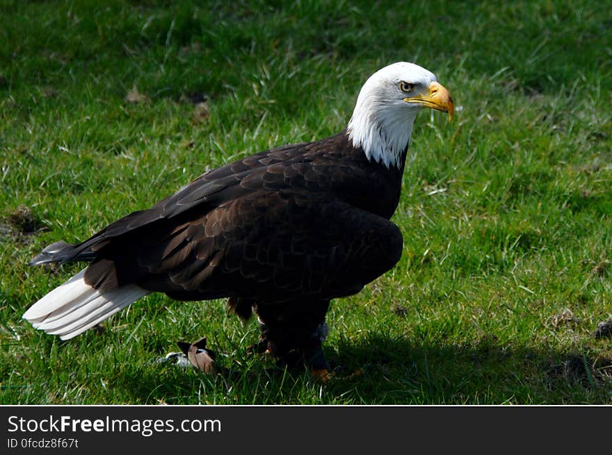 Bald Eagle on Green Grass