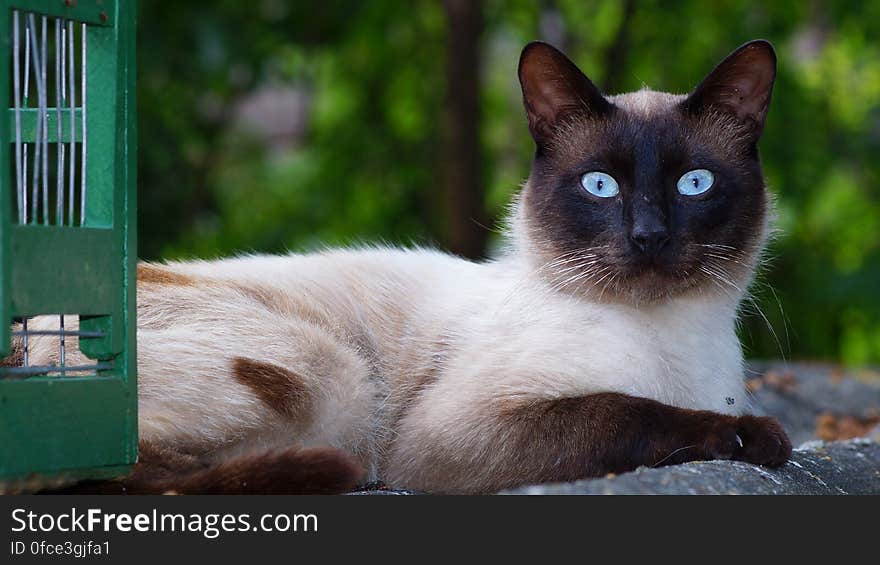 Close-up Portrait of Cat