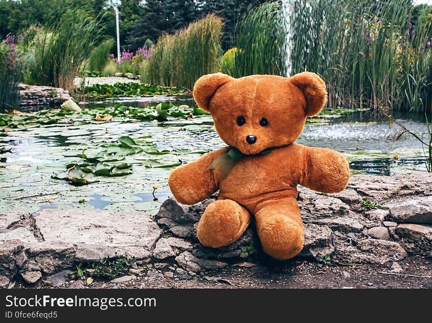 A teddy bear on a rock by a pond with water lily leaves. A teddy bear on a rock by a pond with water lily leaves.