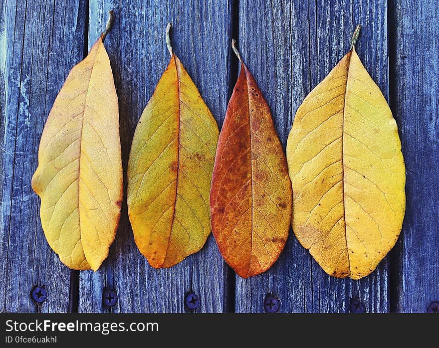 Close up of autumn leaves on distressed wooden boards. Close up of autumn leaves on distressed wooden boards.