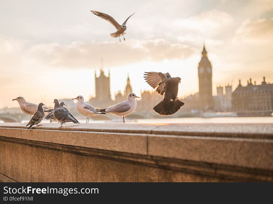 Birds on Concrete Wall Near City Buildings during Daytime