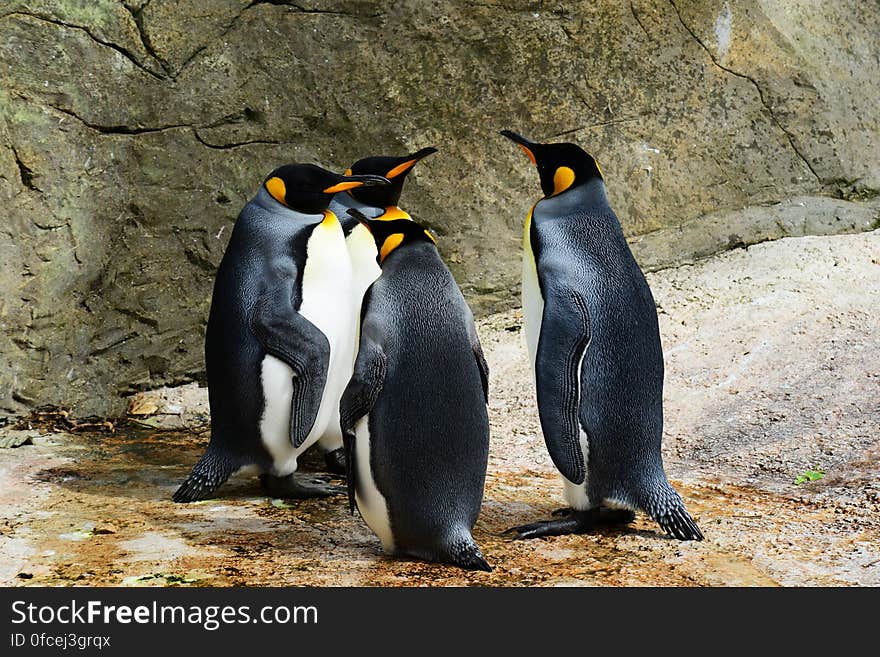 Group of Penguins