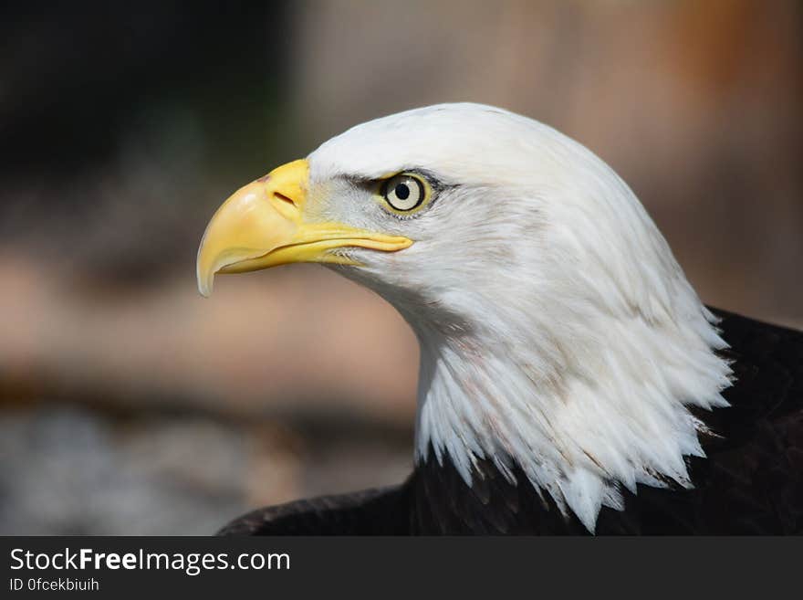 Bald Eagle in Macro Photography