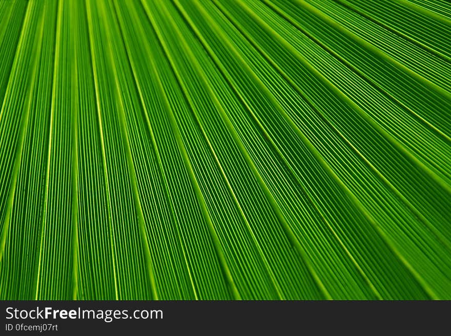 Macro close up of veins and texture on green leaf. Macro close up of veins and texture on green leaf.