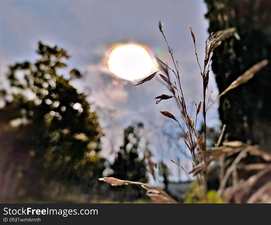 Abstract capture of wheat grass and the sun. Abstract capture of wheat grass and the sun.