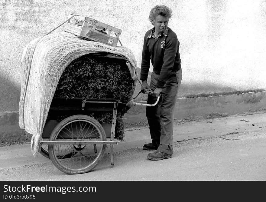 Some pictures of my campaign, usually made around 1995 of a forgotten life in Champagne. aller dans les bois ramasser de la mousse pour les fleuriste. Some pictures of my campaign, usually made around 1995 of a forgotten life in Champagne. aller dans les bois ramasser de la mousse pour les fleuriste