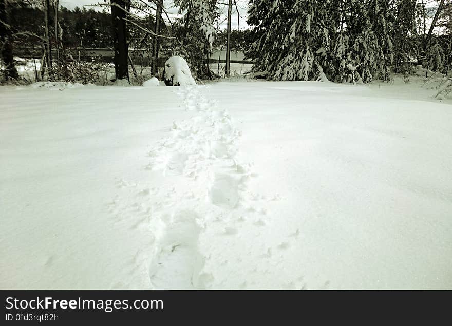 Snow Tracks